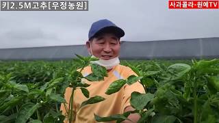 [고추재배] 5번째 고추줄 매고도 25cm 더 커/1M50넘었다/오천근