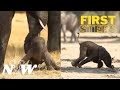 Newborn Elephant First Step Adorable Baby Elephant Videos Nature And Wildlife