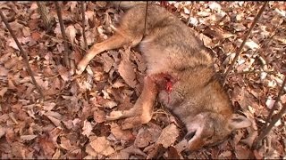 Coyote Kill 2011 Deer Season - Andy