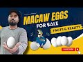 Macaw Eggs Business Facts Realities Exotic Birds Eggs ShaikhTanveer Macaw Cockatoo