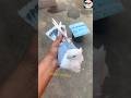 Satin Kabutar Magical Growth ️ Bihari Kabootar Shorts Video Viral Pigeon Status Birds
