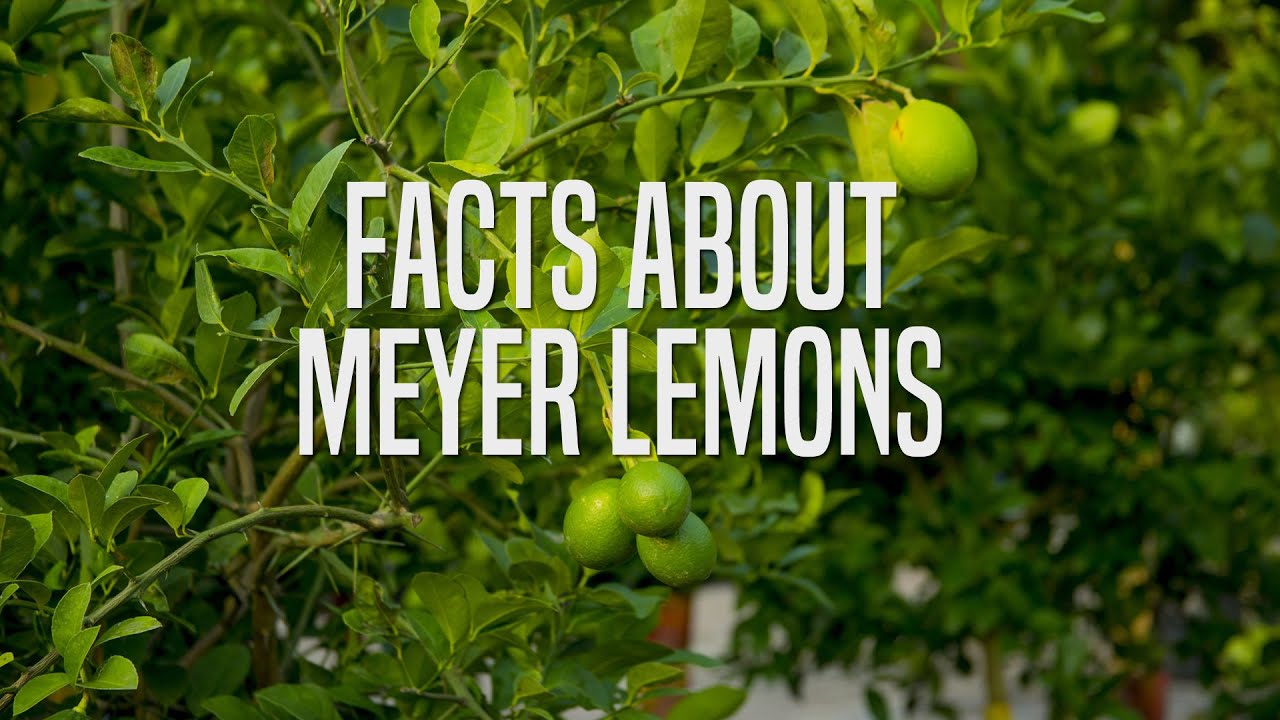 Does restore oil additive really work? Tipseri