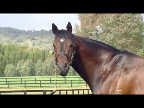 Testa Rossa - Vinery Stud Stallion parade 2014