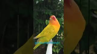 Download lagu lovebird pasjo ngekek#shorts#lovebird#lovebirdkonslet#lovebirdngekek#lakbet#burunglovebird mp3