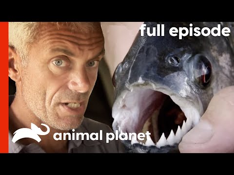 River Monsters: Jeremy Wade Investigates the Piranha (S1, E1) | Full Episode