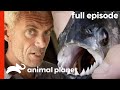 River Monsters Jeremy Wade Investigates The Piranha S1 E1 Full Episode