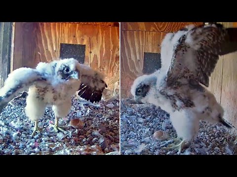 FalconCam Project~😯😍Great winger & hunting behavior~5:56 PM 2025/12/07