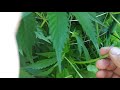 2020 Outdoor Cannabis Grow - Cage Maintenance