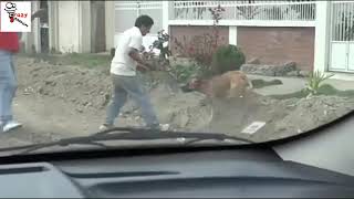 Crazy Pitbull Attack - Ataques de Pitbull Locos