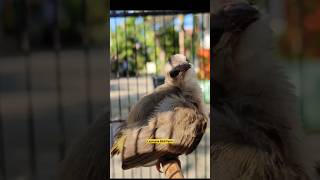 Download lagu development of 2-week-old trucukan chicks #ropelmania mp3 Download lagu development of 2-week-old trucukan chicks #ropelmania mp3