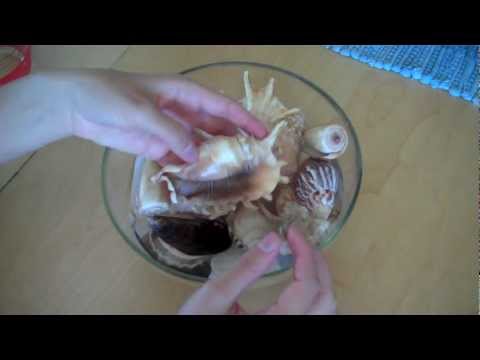 Shells, Hands and Water ASMR