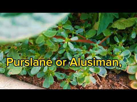 Alusiman or Purslane #purslane #superfood