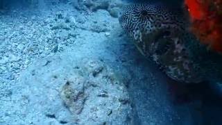 20161030 小琉球岸潛10 - 應該是某種魨科的魚