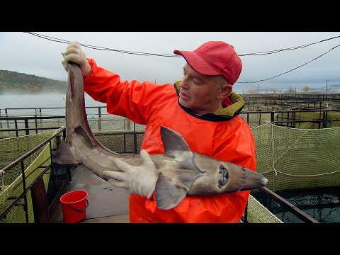 download lagu mp3 mp4 Caviar Production Paris, download lagu Caviar Production Paris gratis, unduh video klip Caviar Production Paris