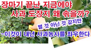 장마기 끝난 지금 사과 도장지 왜 솎을까? 별 것 아닌 것 같지만 이것이 내년 사과농사를 좌우한다.(결과지 …