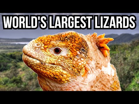 10 Of The Largest Lizards In The World