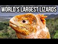 10 Of The Largest Lizards In The World