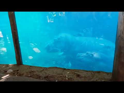 The whole bloat plays in the water: Fiona, Tucker, Bibi and Fritz.