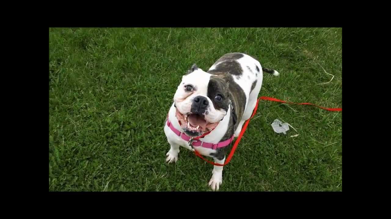 Toyota 100 Cars for Good Central Aroostook Humane Society
