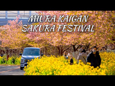 Japan's Hidden Early Cherry Blossoms 🌸 Miura Kaigan Walk | 4K HDR