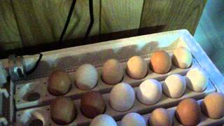 preview picture of video 'Eggs hatching in the incubator #1'