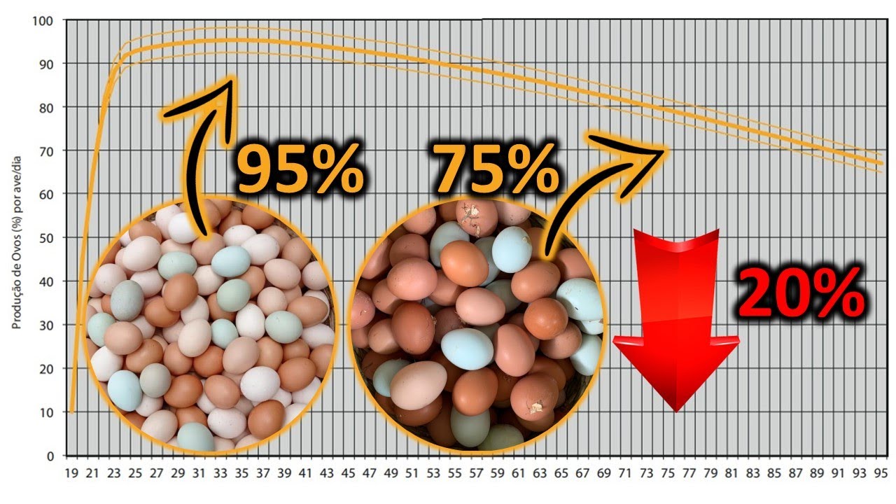 MAIOR ERRO do AVICULTOR que afeta o LUCRO com a produção de ovos caipiras