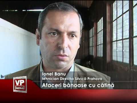 Afaceri bănoase cu cătină