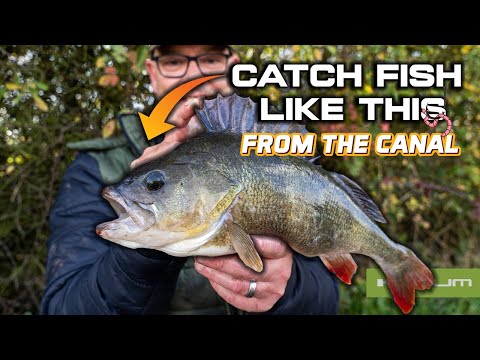 Bait Fishing For Perch - Grand Union Canal
