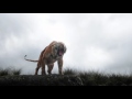 Disney S THE JUNGLE BOOK TV Spot In Cinemas Now