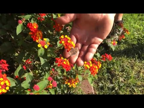 MUST SEE! Lantana Gets So Pruned So Correctly!!