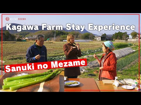 Trendy activity among foreigners! Kagawa Farm Stay Experience