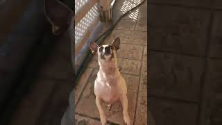 Video preview image #1 Chiweenie Puppy For Sale in Phoenix, AZ, USA