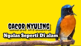 Download lagu Suara panggilan tledekan gunung gacor nyuling ngalas seperti di alam liar mp3 Download lagu Suara panggilan tledekan gunung gacor nyuling ngalas seperti di alam liar mp3