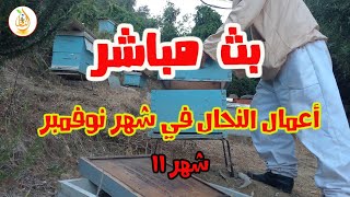 سؤال وجواب / أعمال النحال في شهر نوفمبر الشهر 11