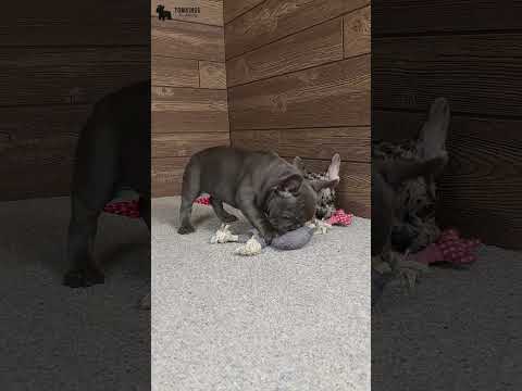 Video 5