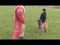 personal / family protection dog training