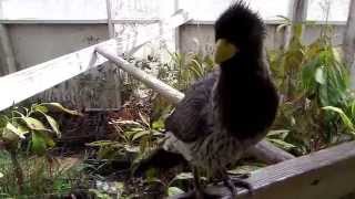 Western Grey Turaco- friendly loving bird