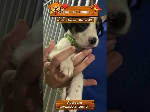 Vídeo de Adoção de filhotes