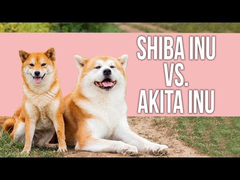 Differences Between SHIBA INU and AKITA INU