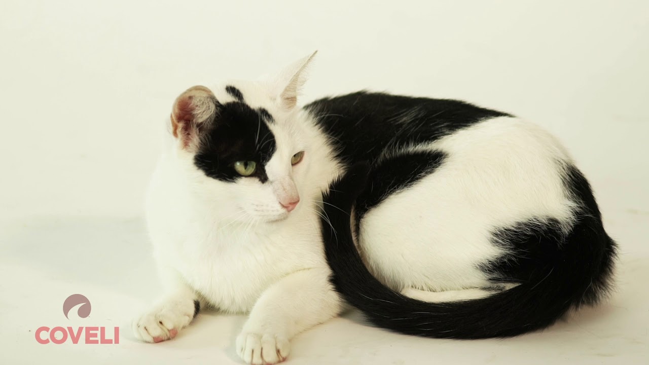 Alergovet c - Laboratório Coveli