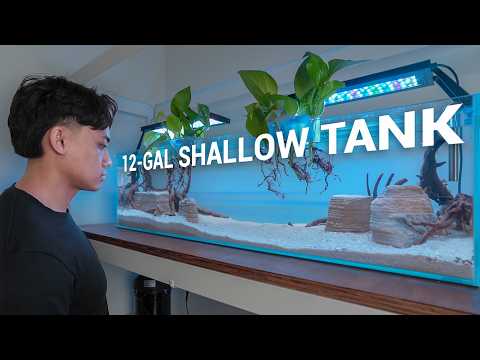 Reviving my fish room with a new 12-gallon shallow tank