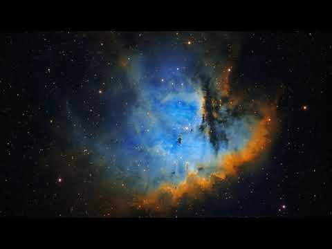 Bop - Amnesia feat. Synkro