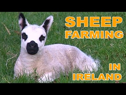 , title : 'Sheep Farming in Ireland Documentary  - A Year in the Life of an Irish Sheep Farmer'