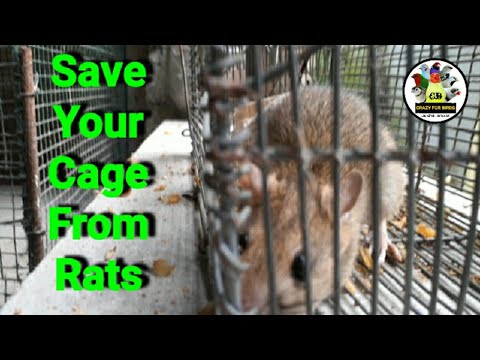 YouTube video about: How to keep mice out of a bird cage?