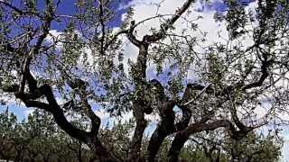 Miguel campello NO ME PREGUNTES