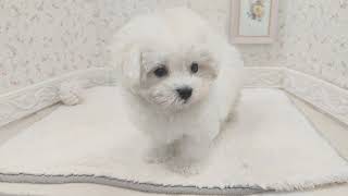 ハーフ犬の動画01
