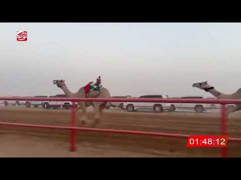  ش 1 (الشاهينيه) لـ حمد سالم علي الدرعي 2:7:2 , شارة الصندوق 2026/06/20 فطامين الرقيعات    