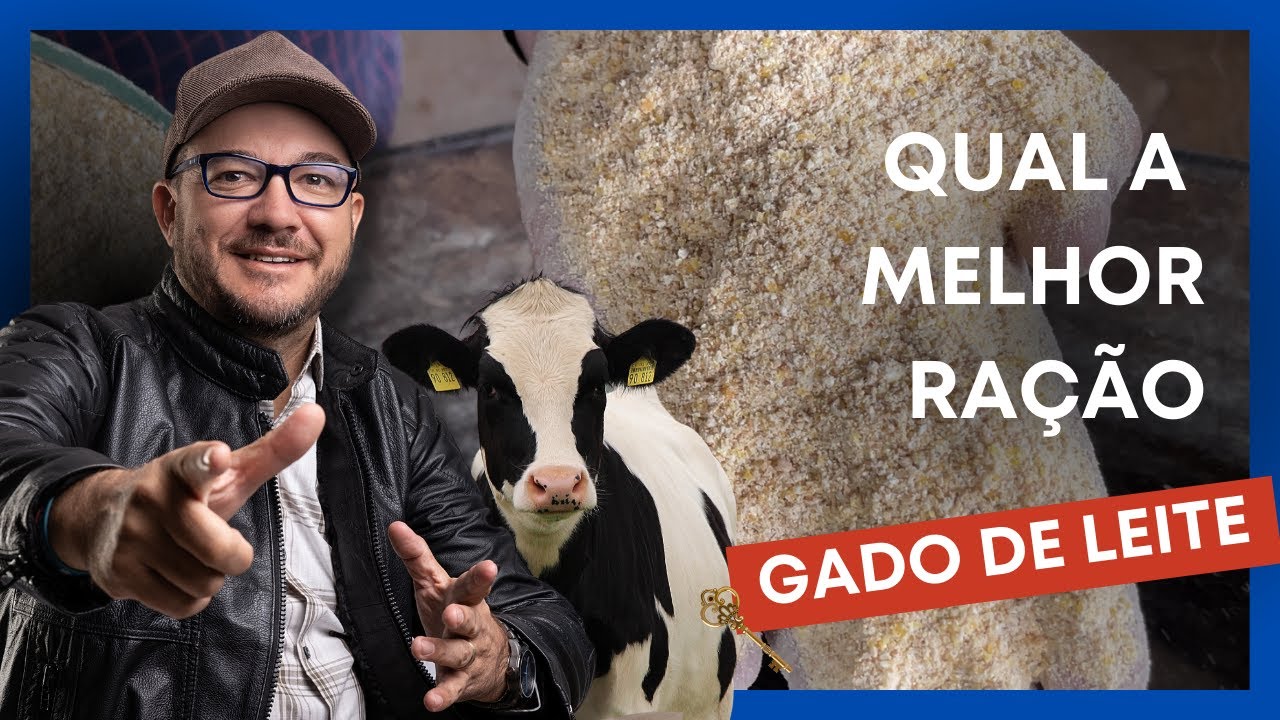 RAÇÃO para gado leiteiro | Qual a melhor?