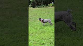 Video preview image #1 Mutt Puppy For Sale in Garden City, NY, USA