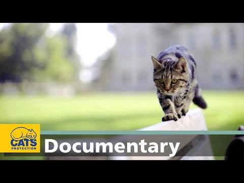 Balance: The world according to cats, episode three